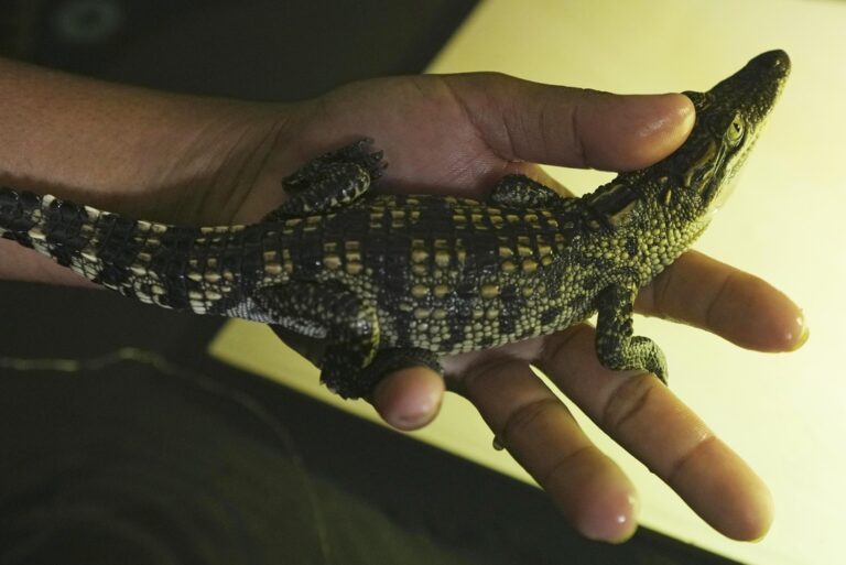 How A Nearly Extinct Crocodile Species Returned From The Brink In ...