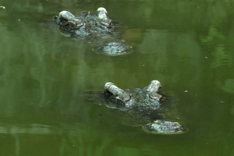 How A Nearly Extinct Crocodile Species Returned From The Brink In ...