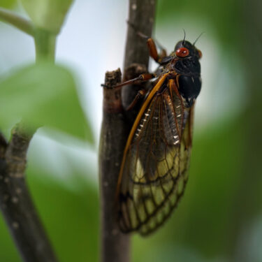 AP_21127053423555_hm-cicadas-1.jpg