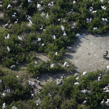 pelicans_AP_22205554897210_hm-ss.jpg