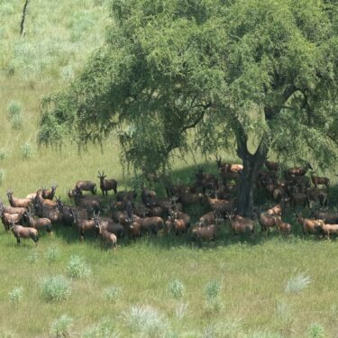 South Sudan Animal Migration