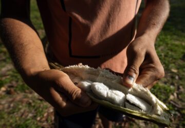 Climate Amazon Indigenous Reforestation