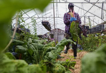 Migrant Farmers