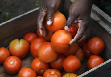 Migrant Farmers