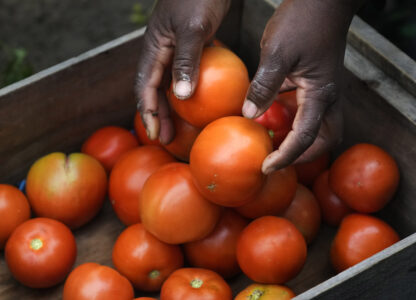 Migrant Farmers