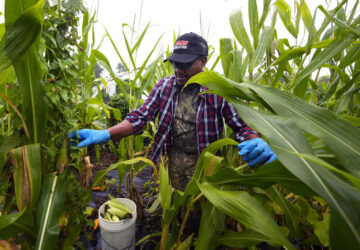 Migrant Farmers