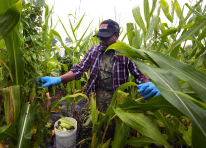 Migrant Farmers