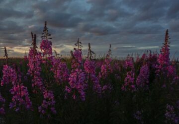 Climate Canada Ecosystem Outlook