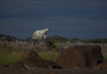 Climate Canada Ecosystem Outlook