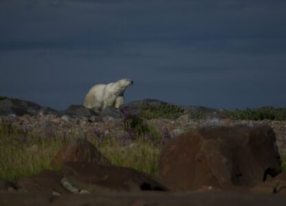 Climate Canada Ecosystem Outlook