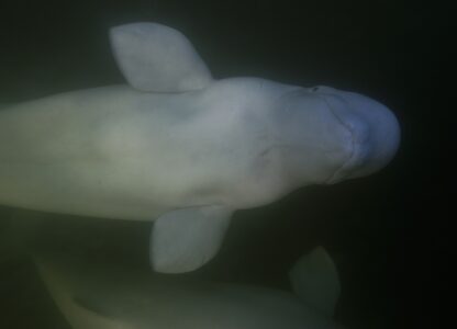 Climate Canada Beluga Whales