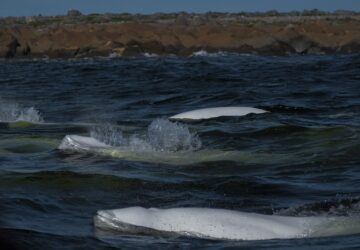 Climate Canada Beluga Whales