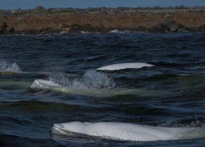 Climate Canada Beluga Whales