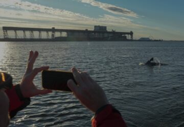 Climate Canada Beluga Whales