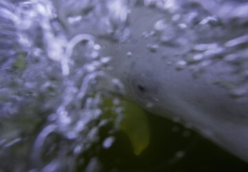 Climate Canada Beluga Whales