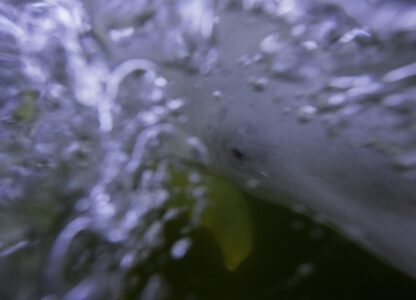 Climate Canada Beluga Whales