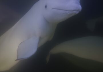 Climate Canada Beluga Whales