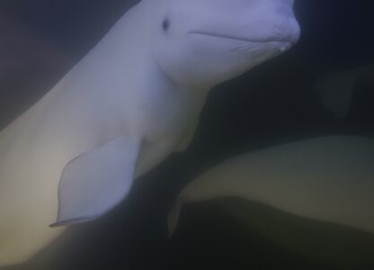 Climate Canada Beluga Whales