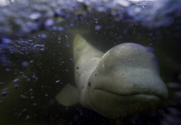 APTOPIX Climate Canada Beluga Whales