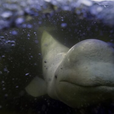 APTOPIX Climate Canada Beluga Whales