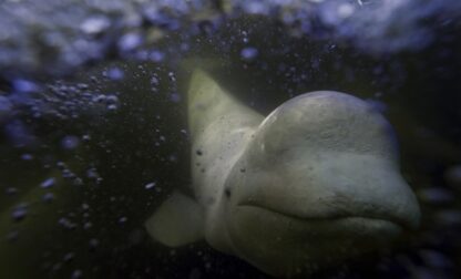 APTOPIX Climate Canada Beluga Whales