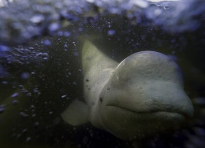 APTOPIX Climate Canada Beluga Whales