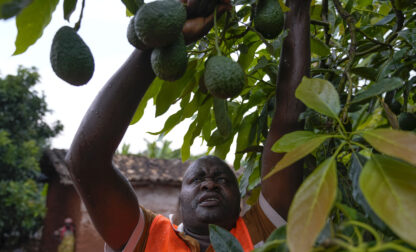 A farmer harvests avocados at a plantation in Kayanza province, Burundi, Sept. 18, 2024. (AP Photo/Brian Inganga)