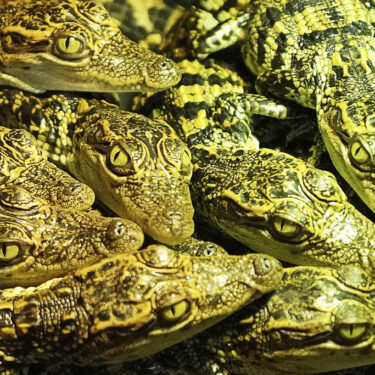 Cambodia Crocodiles