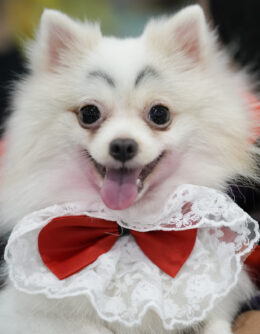 A dog named Luna wears a Dracula costume during a Halloween pet party at a mall in Valenzuela city, Philippines on Saturday, Oct. 19, 2024. (AP Photo/Aaron Favila)