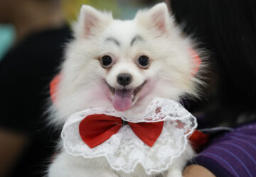 A dog named Luna wears a Dracula costume during a Halloween pet party at a mall in Valenzuela city, Philippines on Saturday, Oct. 19, 2024. (AP Photo/Aaron Favila)