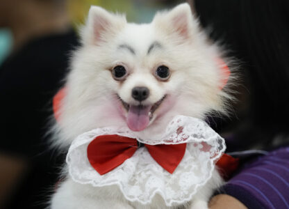 A dog named Luna wears a Dracula costume during a Halloween pet party at a mall in Valenzuela city, Philippines on Saturday, Oct. 19, 2024. (AP Photo/Aaron Favila)