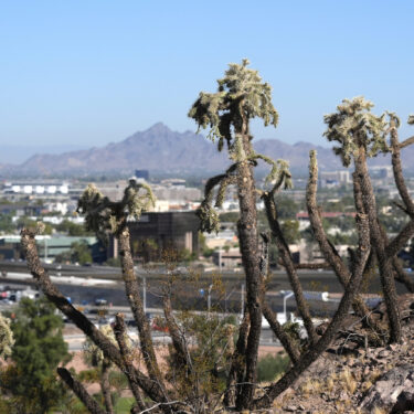 Cactus plants dominate a hiking trail from The Buttes Tuesday, Sept. 24, 2024, in Tempe, Ariz. (AP Photo/Ross D. Franklin)