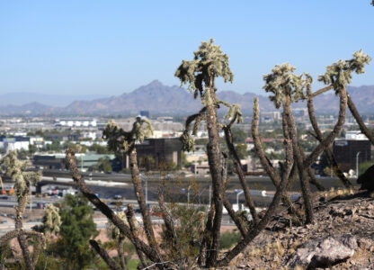 Cactus plants dominate a hiking trail from The Buttes Tuesday, Sept. 24, 2024, in Tempe, Ariz. (AP Photo/Ross D. Franklin)