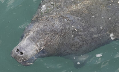 A manatee comes to the surface to breathe at Manatee Lagoon, a free attraction operated by Florida Power & Light Company that lets the public view and learn about the sea cows who gather in winter in the warm-water outflows of the company's power plant, in Riviera Beach, Fla., Friday, Jan. 10, 2025. (AP Photo/Rebecca Blackwell)