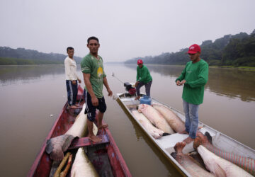 FILE - Fishermen join boats to pass fish from the boat used to catch, left, to the motorized one, right, used to transport pirarucu faster to the processing ship, in San Raimundo settlement lake, Carauari, Brazil, Tuesday, Sept. 6, 2022. (AP Photo/Jorge Saenz, File)