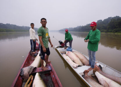 FILE - Fishermen join boats to pass fish from the boat used to catch, left, to the motorized one, right, used to transport pirarucu faster to the processing ship, in San Raimundo settlement lake, Carauari, Brazil, Tuesday, Sept. 6, 2022. (AP Photo/Jorge Saenz, File)