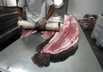 FILE - A man separates leather from the body of a pirarucu fish at industrial refrigeration factory of Asproc, Association of Rural Producers of Carauari, Amazonia, Brazil, Aug. 31, 2022. (AP Photo/Jorge Saenz, File)