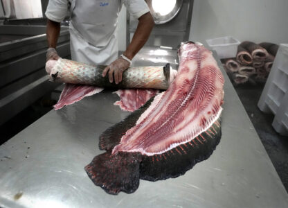 FILE - A man separates leather from the body of a pirarucu fish at industrial refrigeration factory of Asproc, Association of Rural Producers of Carauari, Amazonia, Brazil, Aug. 31, 2022. (AP Photo/Jorge Saenz, File)