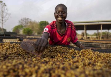 A worker turns excelsa coffee beans to dry near Nzara, South Sudan on Saturday, Feb. 15, 2025. (AP Photo/Brian Inganga)