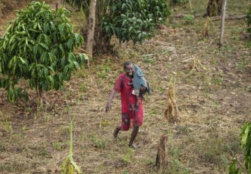 Catherine Bashiama, a farmer, walks through her coffee plantation that grows excelsa beans near Nzara, South Sudan on Sunday, Feb. 16, 2025. (AP Photo/Brian Inganga)