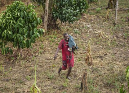 Catherine Bashiama, a farmer, walks through her coffee plantation that grows excelsa beans near Nzara, South Sudan on Sunday, Feb. 16, 2025. (AP Photo/Brian Inganga)