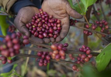 Excelsa coffee cherries are harvested at a farm near Nzara, South Sudan on Friday, Feb. 14, 2025. (AP Photo/Brian Inganga)