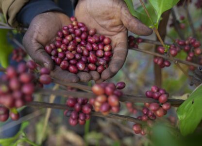 Excelsa coffee cherries are harvested at a farm near Nzara, South Sudan on Friday, Feb. 14, 2025. (AP Photo/Brian Inganga)