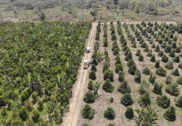 People work in a coffee farm near Nzara, South Sudan on Saturday, Feb. 15, 2025. (AP Photo/Brian Inganga)