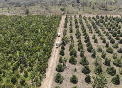 People work in a coffee farm near Nzara, South Sudan on Saturday, Feb. 15, 2025. (AP Photo/Brian Inganga)