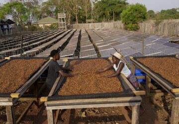 Workers turn excelsa coffee beans to dry near Nzara, South Sudan on Saturday, Feb. 15, 2025. (AP Photo/Brian Inganga)