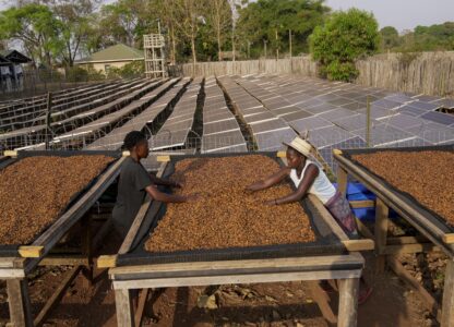 Workers turn excelsa coffee beans to dry near Nzara, South Sudan on Saturday, Feb. 15, 2025. (AP Photo/Brian Inganga)