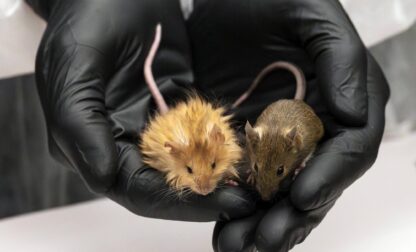 In this Feb 2025 photo provided by Colossal Biosciences are genetically edited mice with long, thick, woolly hair at a lab in Dallas, Texas. (Colossal Biosciences via AP)