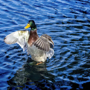 FILE - A mallard spreads his wings in the sun at the Capitol Reflecting Pool in Washington, Friday, Nov. 17, 2023. (AP Photo/J. Scott Applewhite, File)