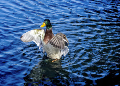 FILE - A mallard spreads his wings in the sun at the Capitol Reflecting Pool in Washington, Friday, Nov. 17, 2023. (AP Photo/J. Scott Applewhite, File)